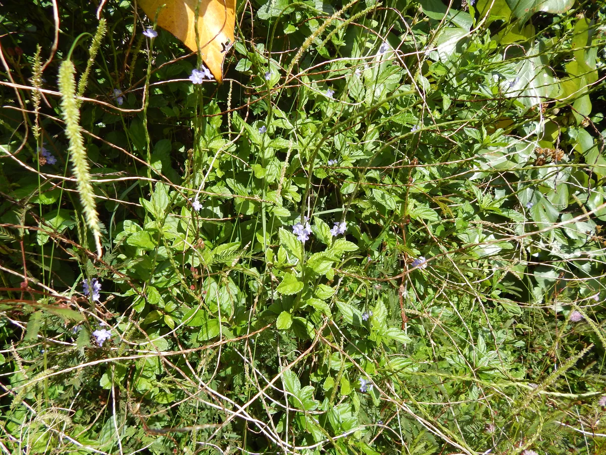 Brazilian Porterweed (Stachytarpheta cayennensis)