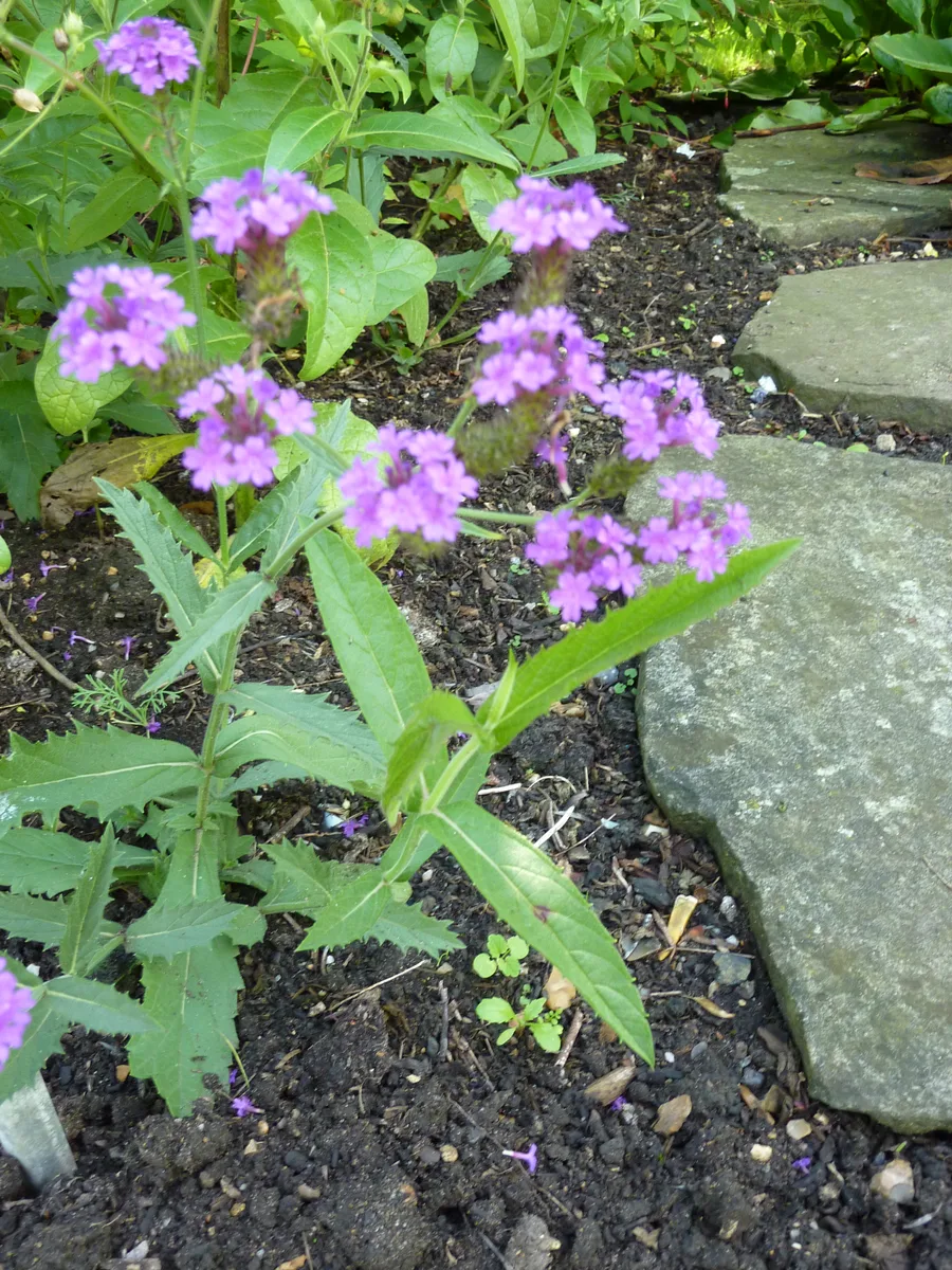 Sandpaper Verbena (Verbena rigida)