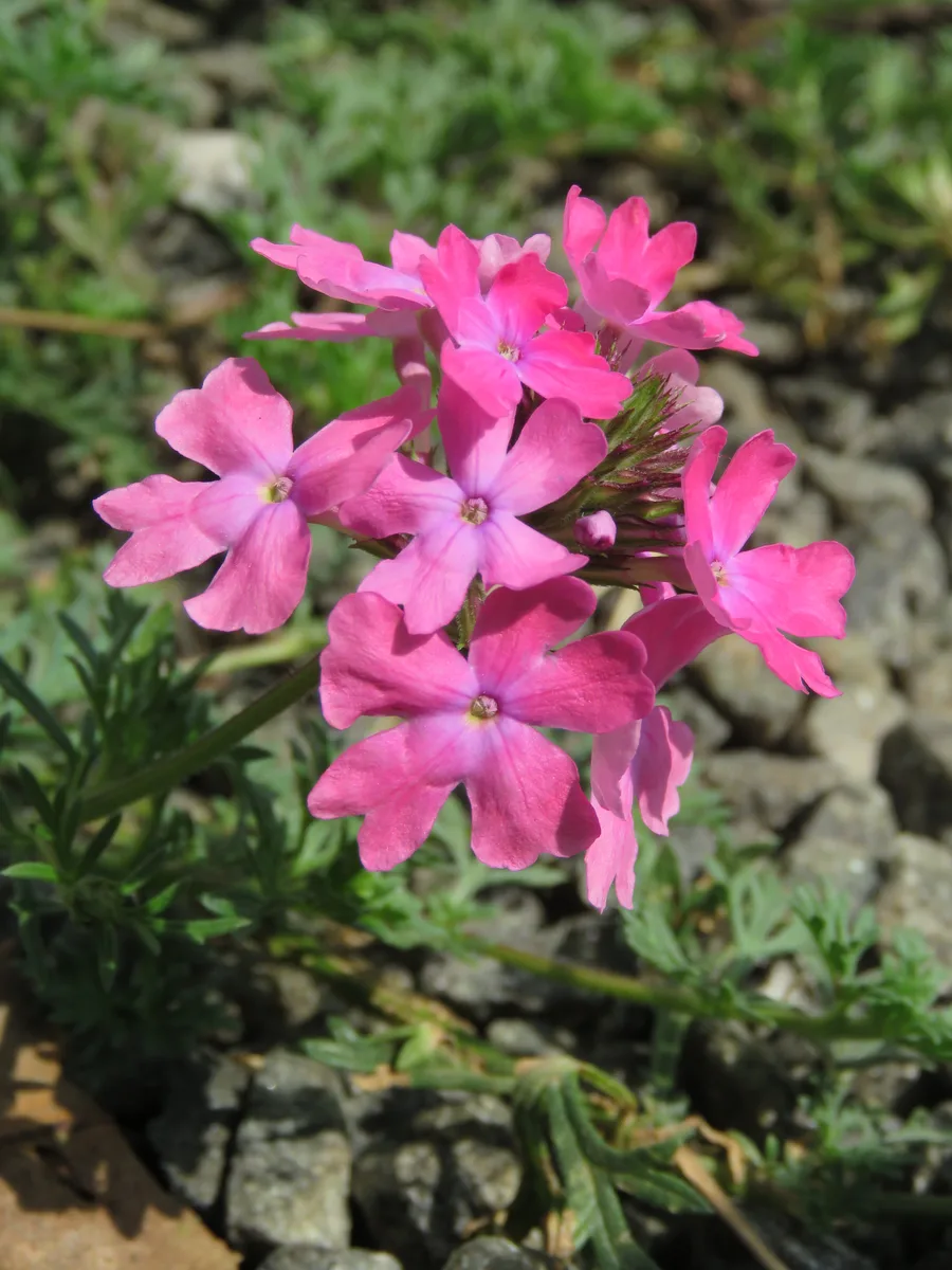 Prairie Verbena (Glandularia bipinnatifida var. ciliata)
