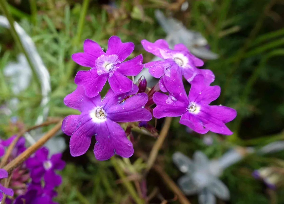 Trailing Verbena (Glandularia tenera)