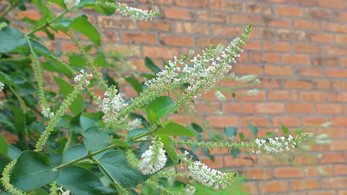 Sweet Almond Verbena