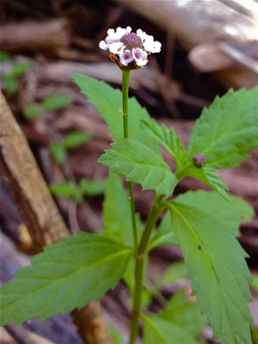 Turkey Tangle Frogfruit (Phyla lanceolata)