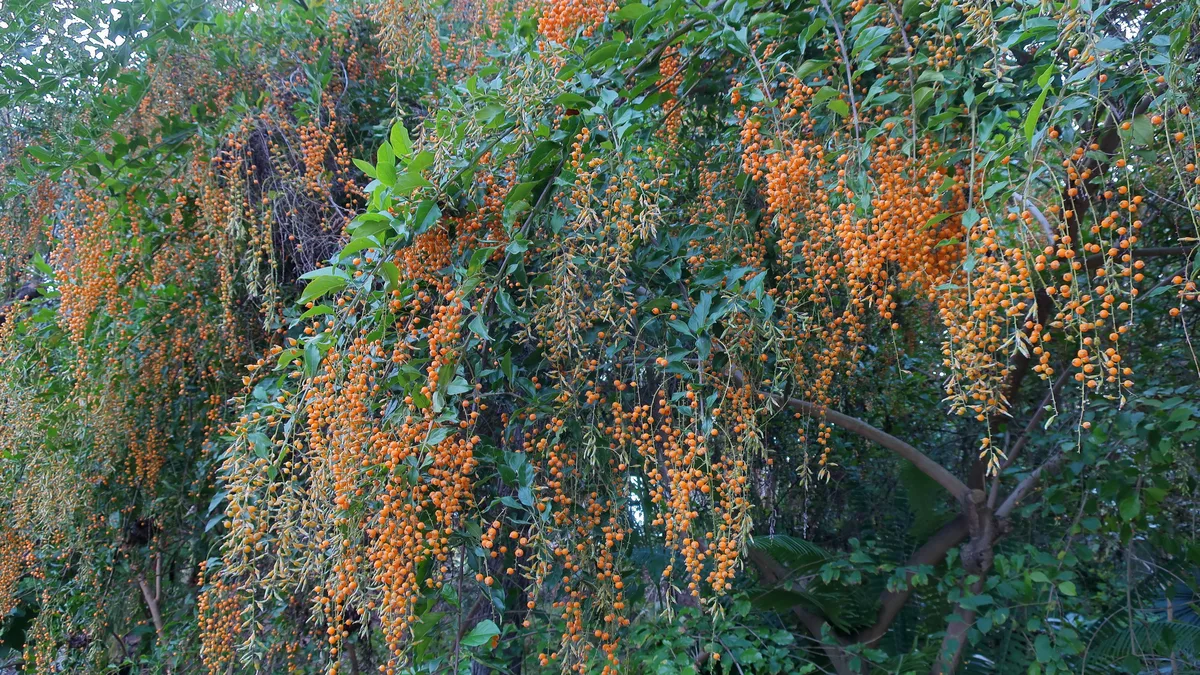 Skyflower (Duranta repens)