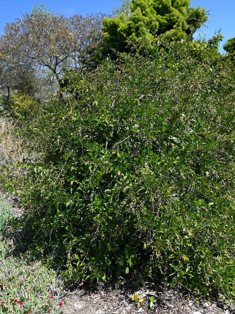 White Duranta (Duranta stenostachya)
