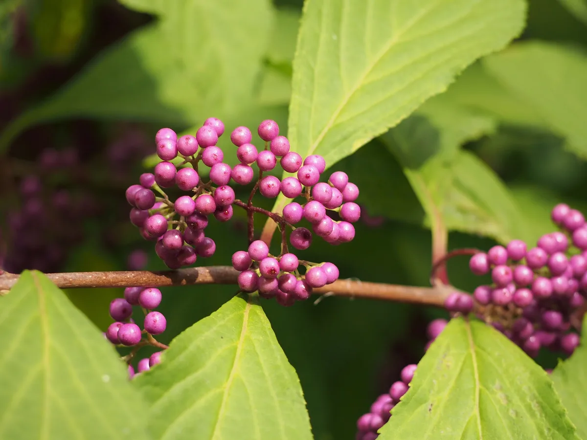 Bodiniers Beautyberry