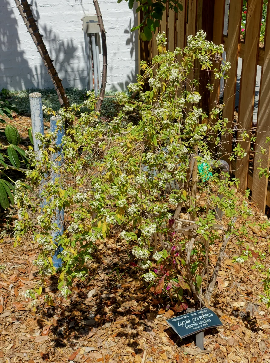 Mexican Oregano