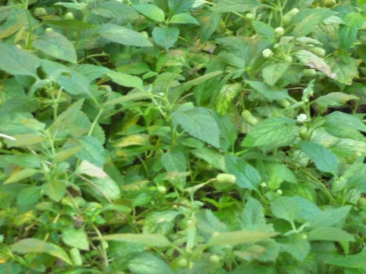 Aztec Sweet Herb (Lippia dulcis)