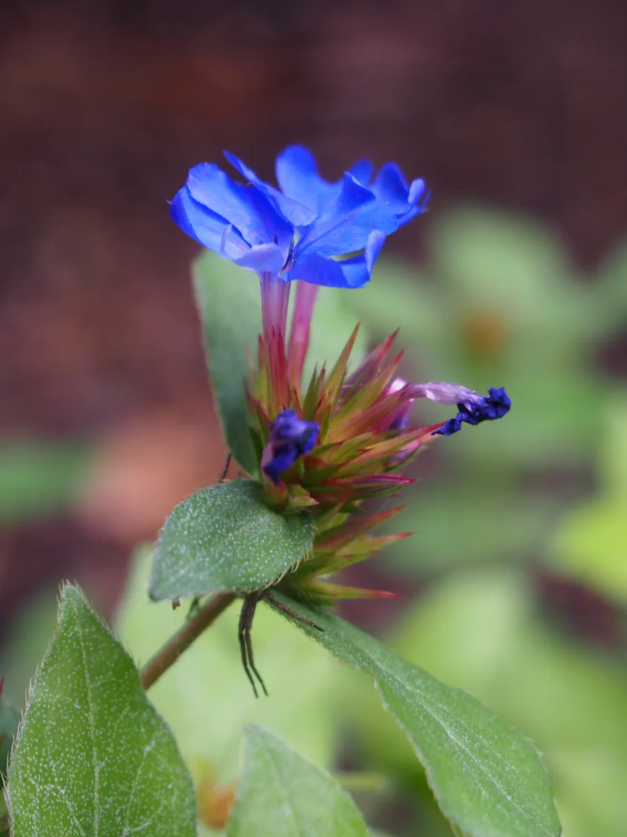 Chinese Plumbago