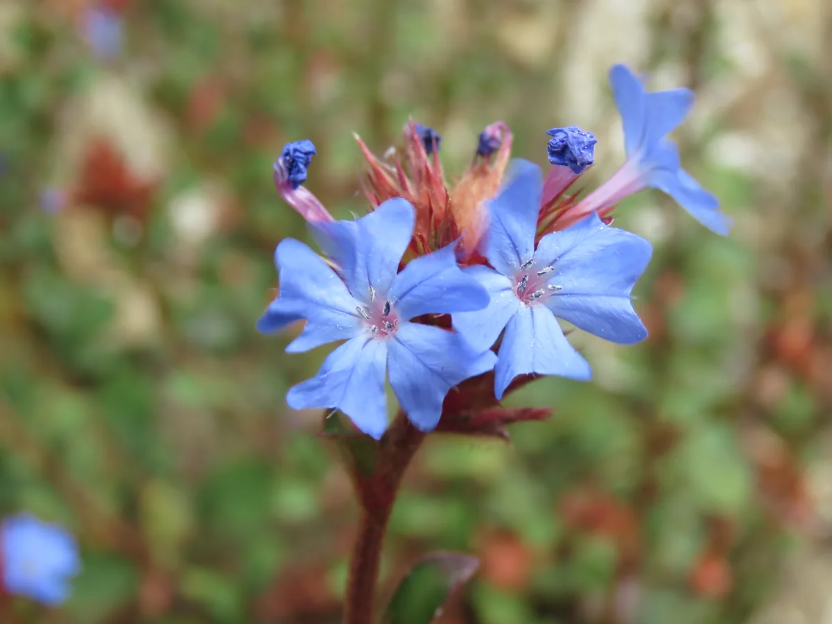 Burmese Plumbago
