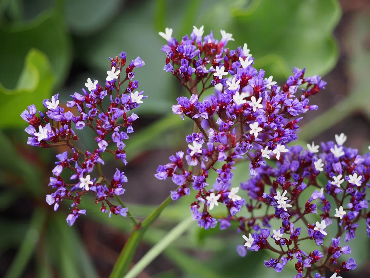 Canary Island Statice (Limonium perezii)
