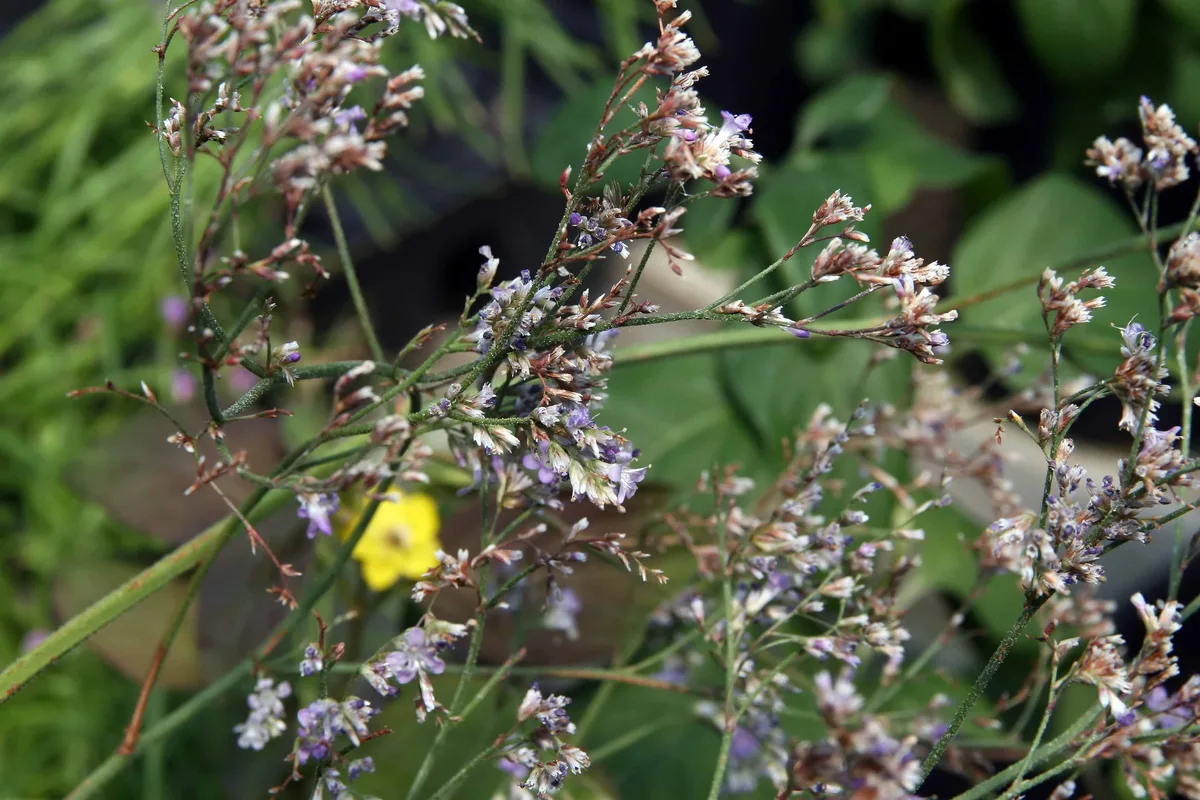 Broadleaf Sea Lavender (Limonium latifolium)