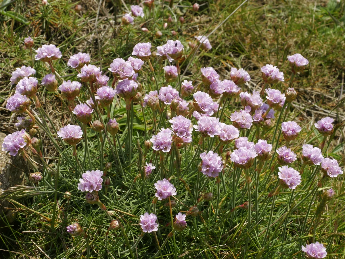 Sea Pink (Armeria maritima)