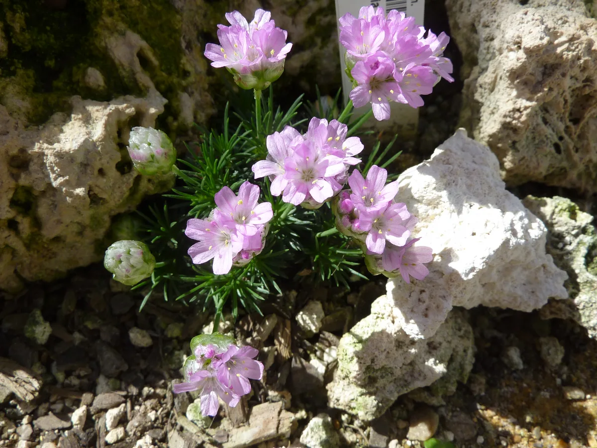 Juniperleaf Thrift (Armeria juniperifolia)
