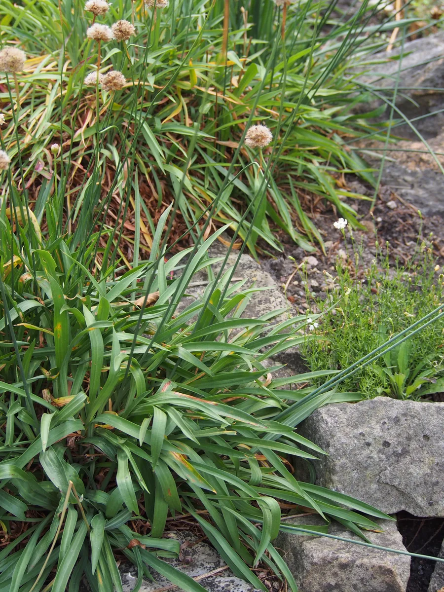 Plantain Thrift (Armeria arenaria)