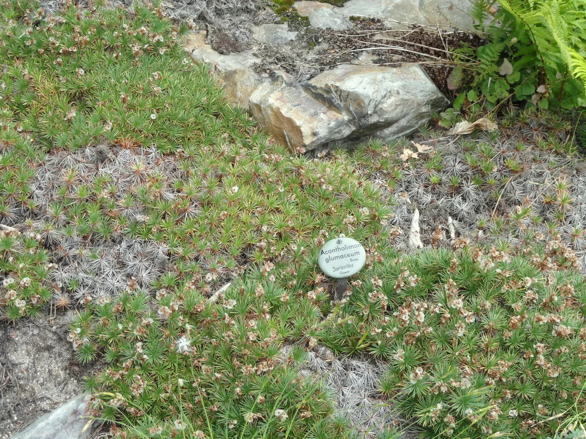 Spiny Thrift (Acantholimon glumaceum)