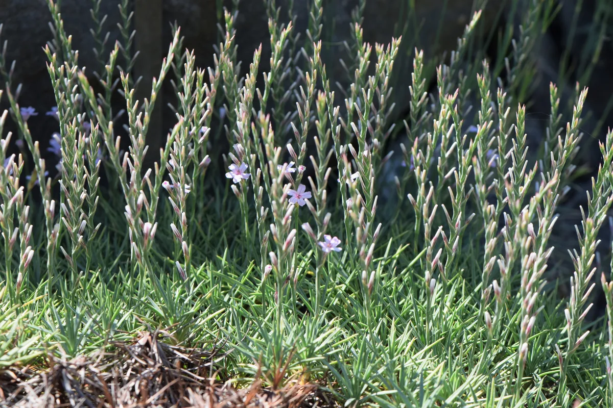 Cushion Thrift (Acantholimon acerosum)