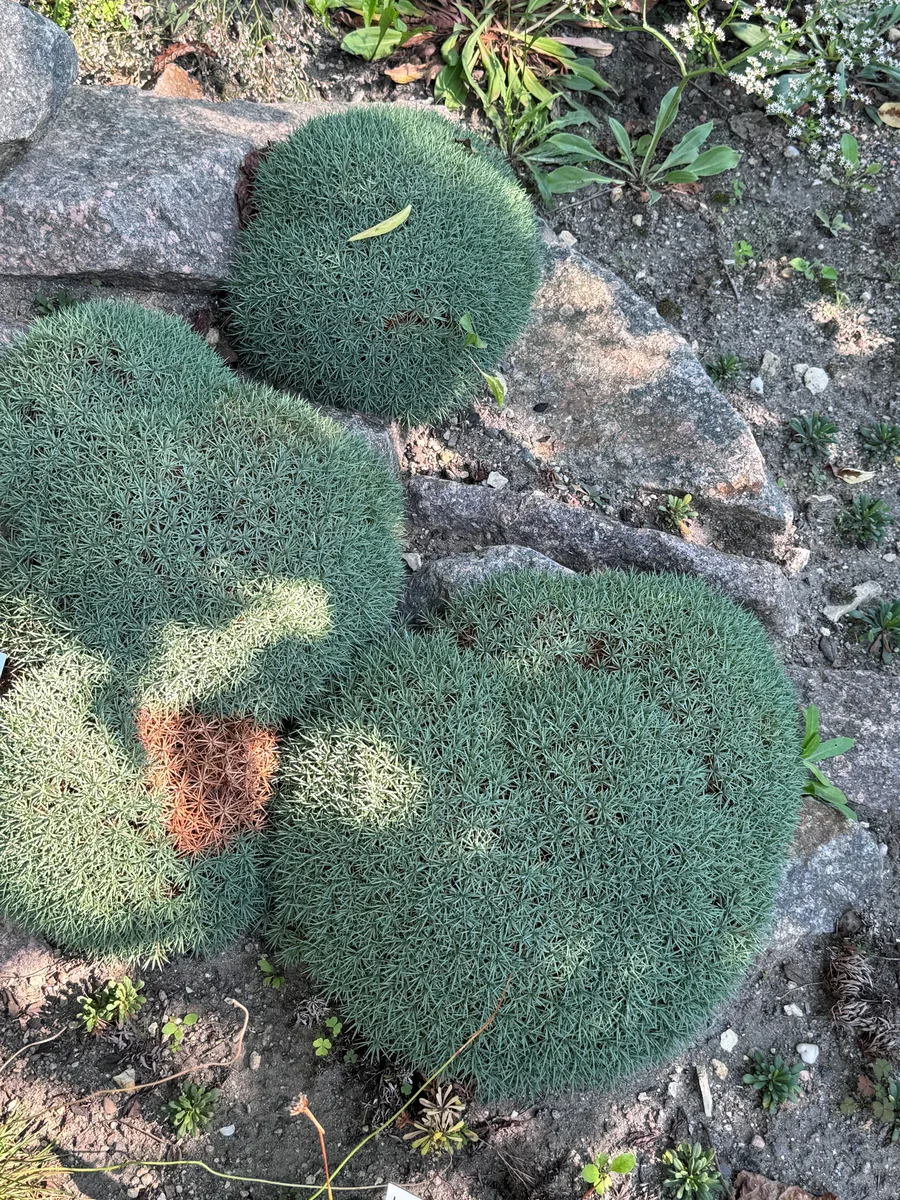 Rose Prickly Thrift (Acantholimon ulicinum)