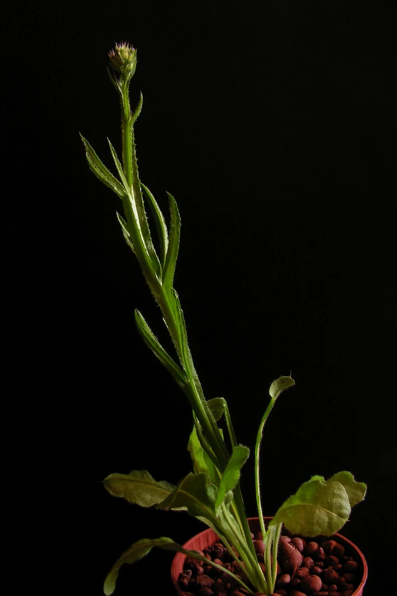 Wavyleaf Sea Lavender