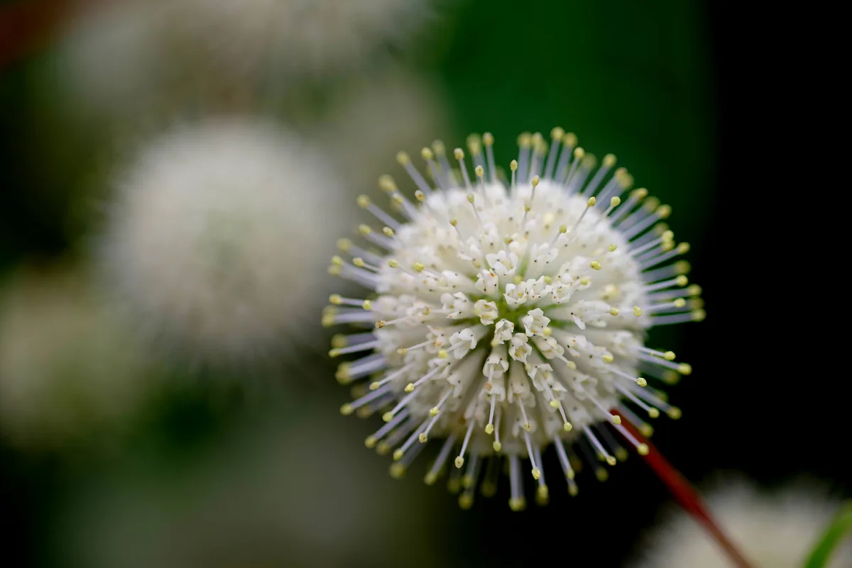 Asian Buttonbush