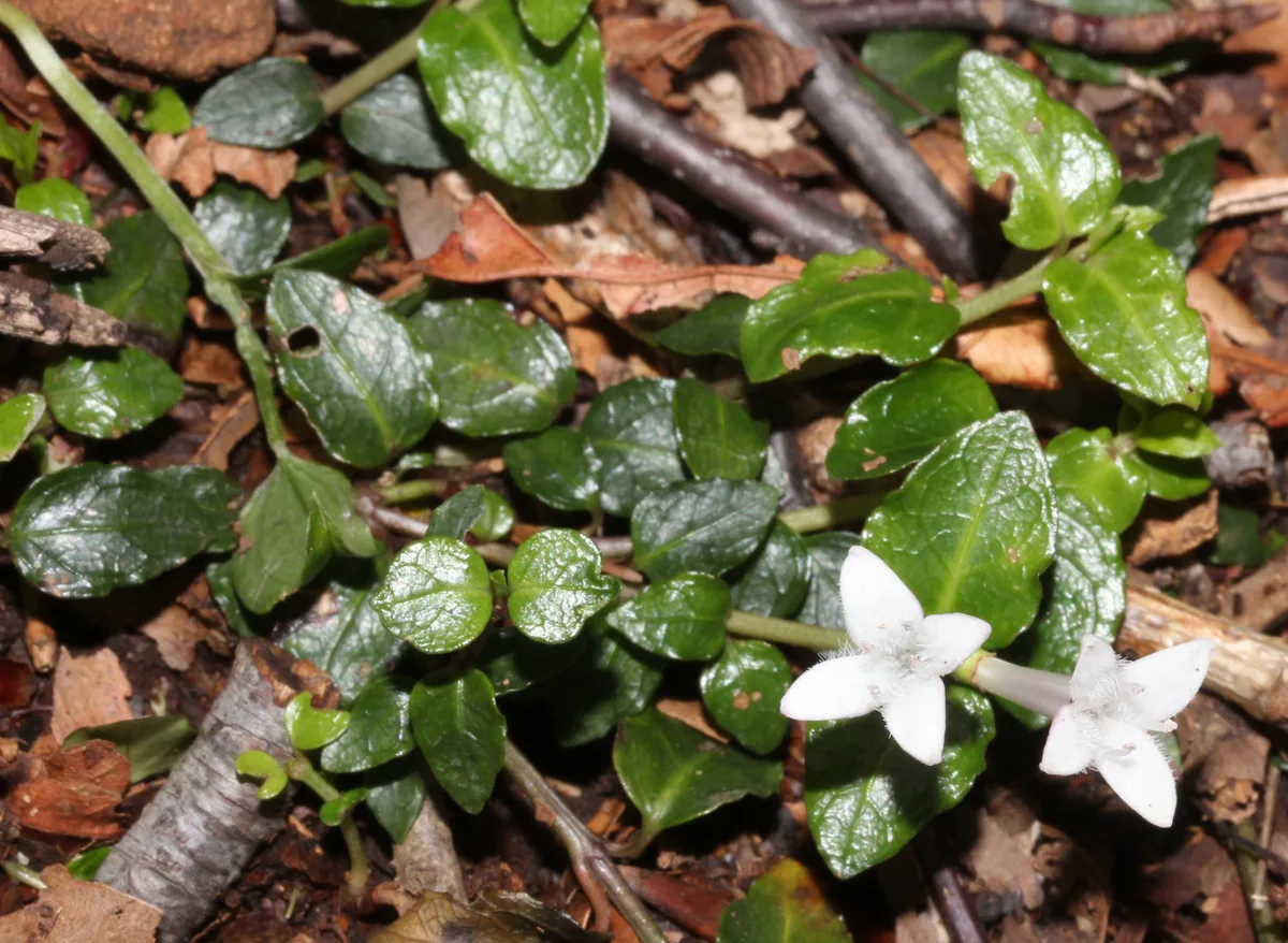 Twinberry Mitchella