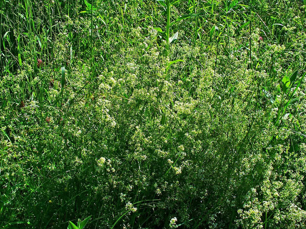 Hedge Bedstraw (Galium mollugo)