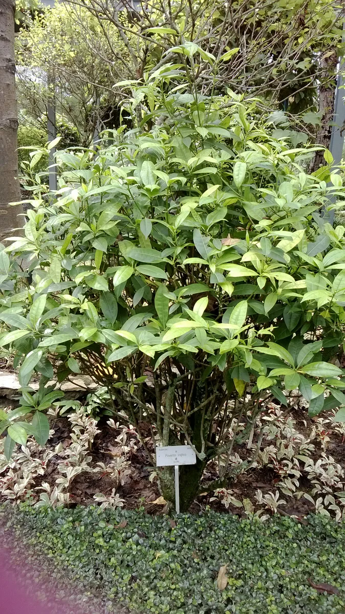 Scarlet Jungle Flame