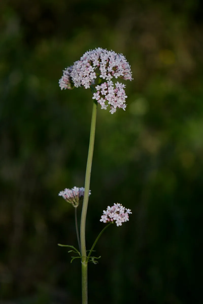 Greek Valerian (Valeriana dioscoridis)