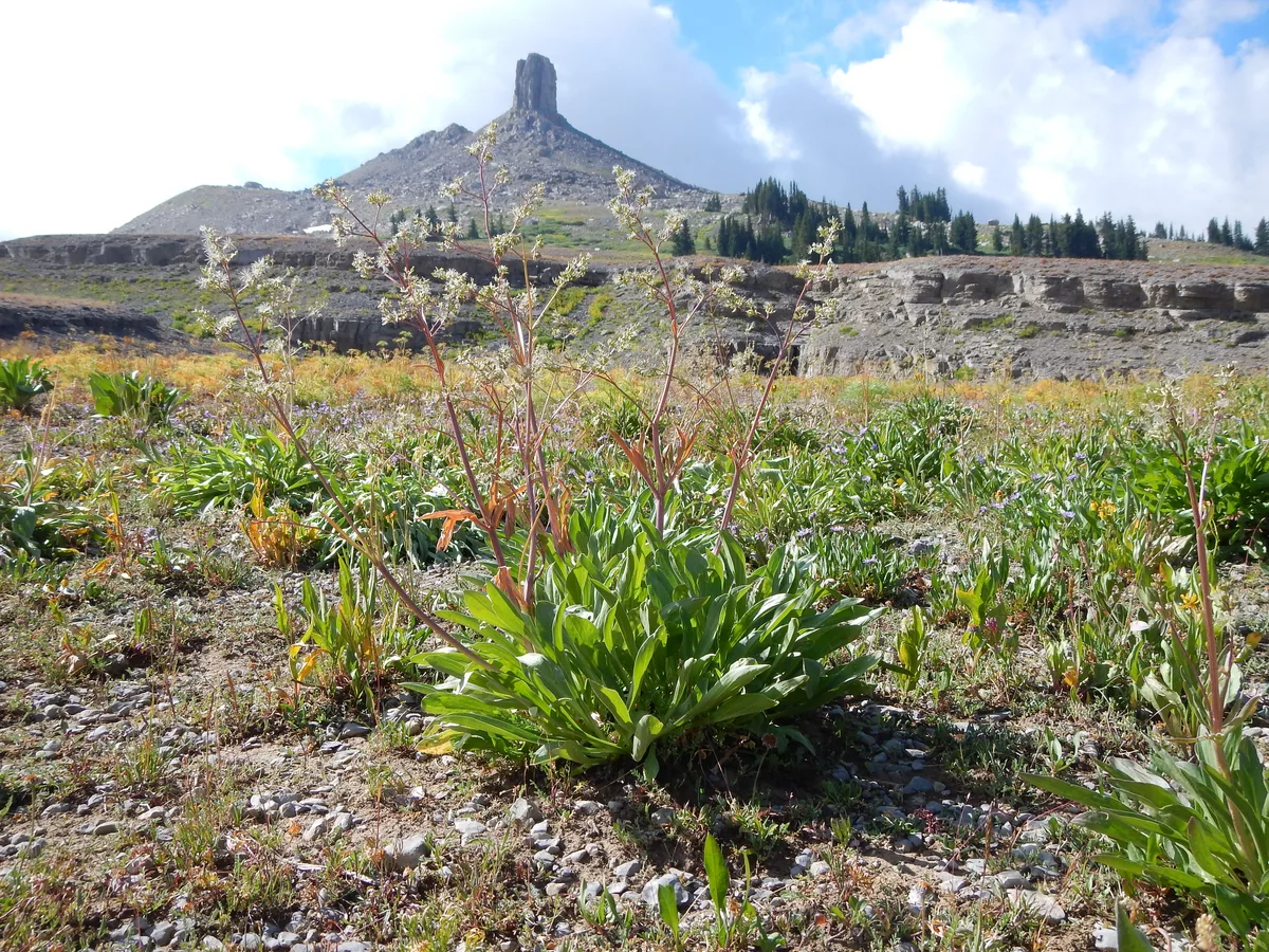 Edible Valerian (Valeriana edulis)