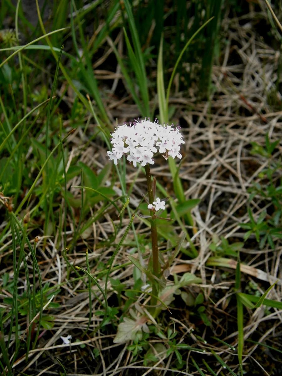 Marsh Valerian (Valeriana dioica)