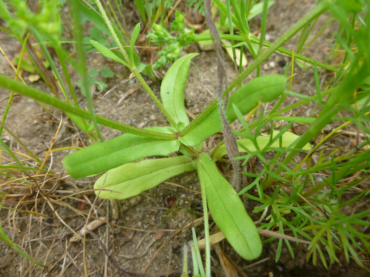 Italian Cornsalad