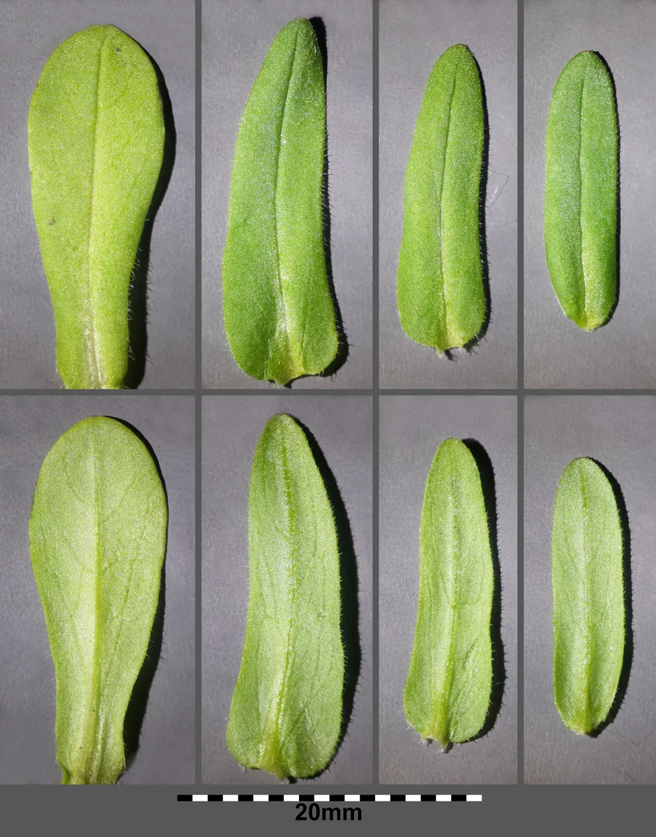 Carinata Cornsalad