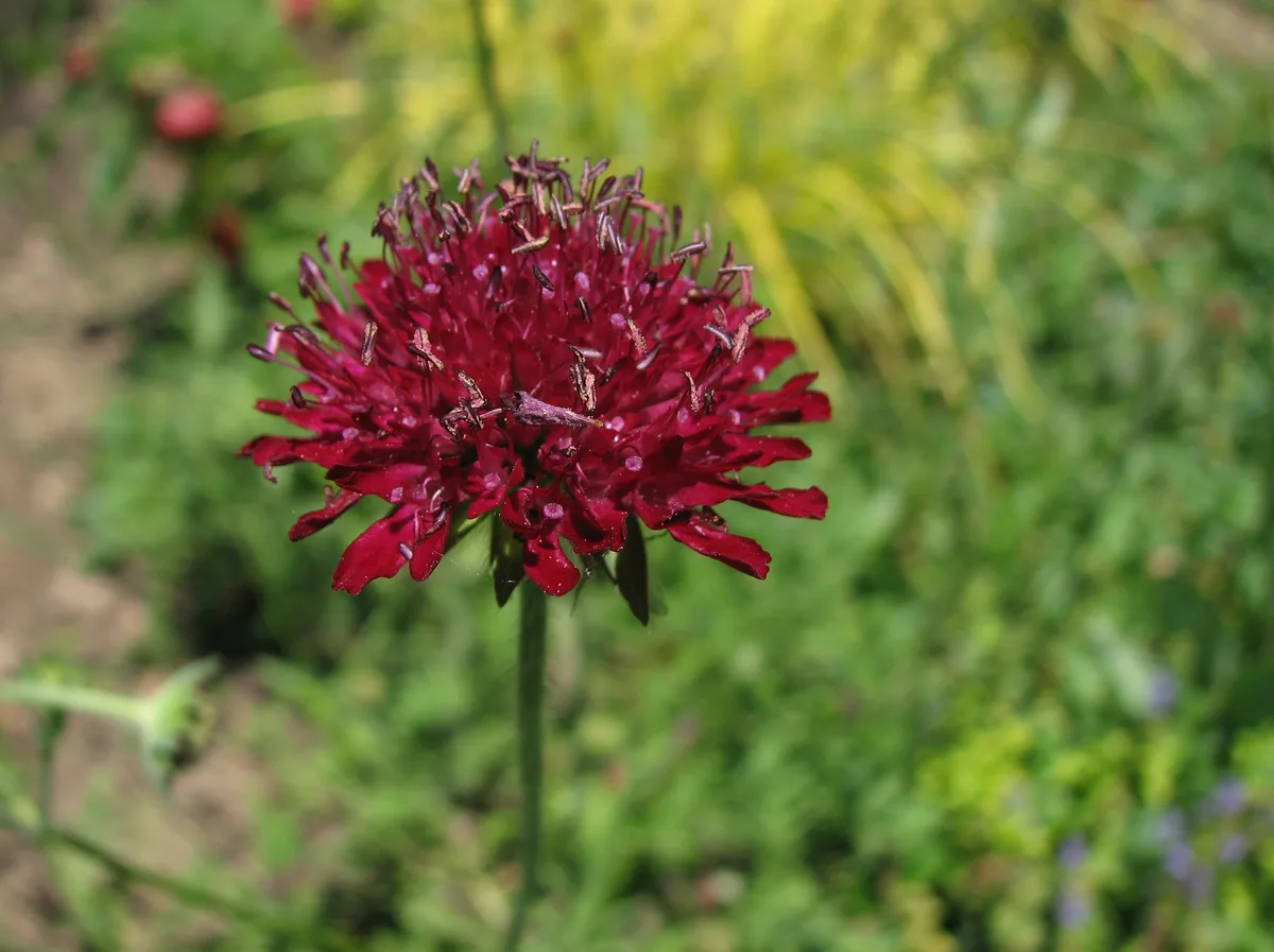 Macedonian Scabious