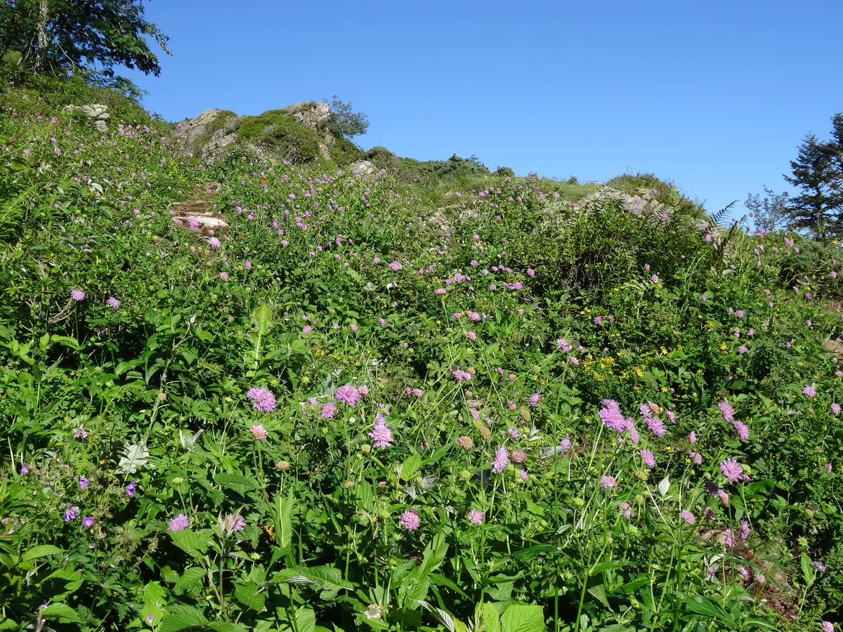 Woodland Scabious