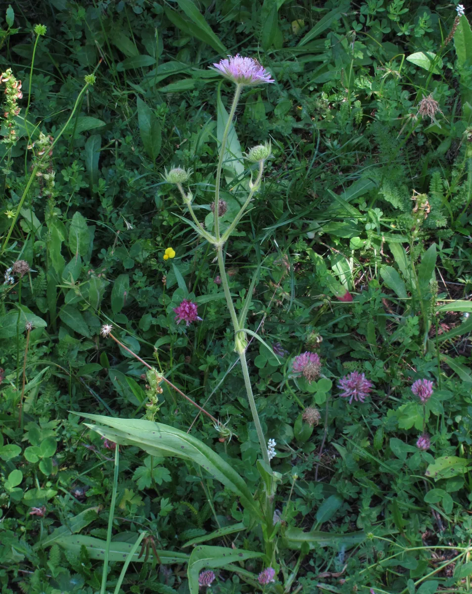 Alpine Scabious
