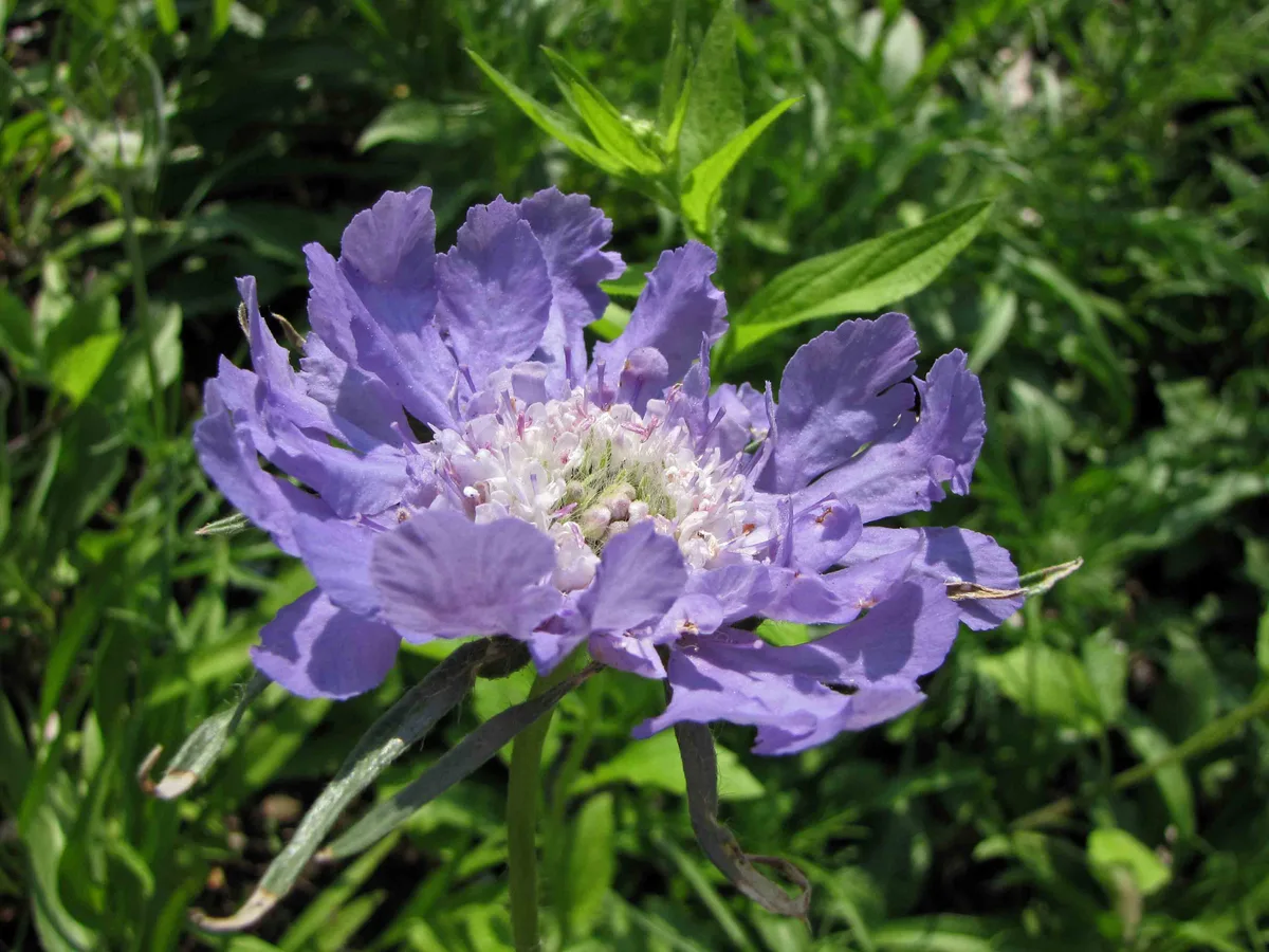 Caucasian Scabious (Scabiosa caucasica)