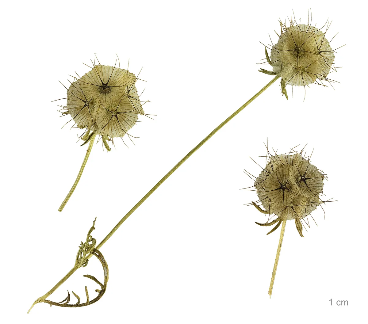 Starflower Scabious (Scabiosa stellata)