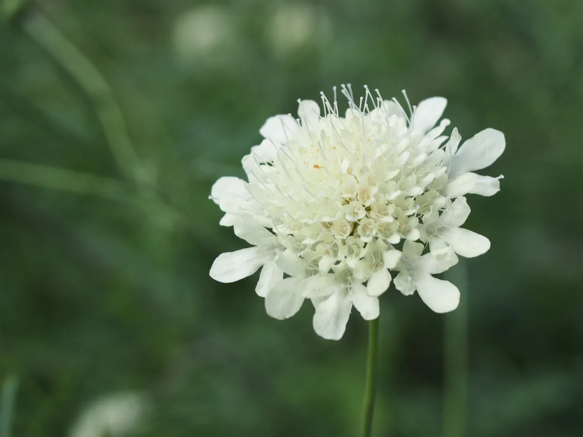 Small Scabious