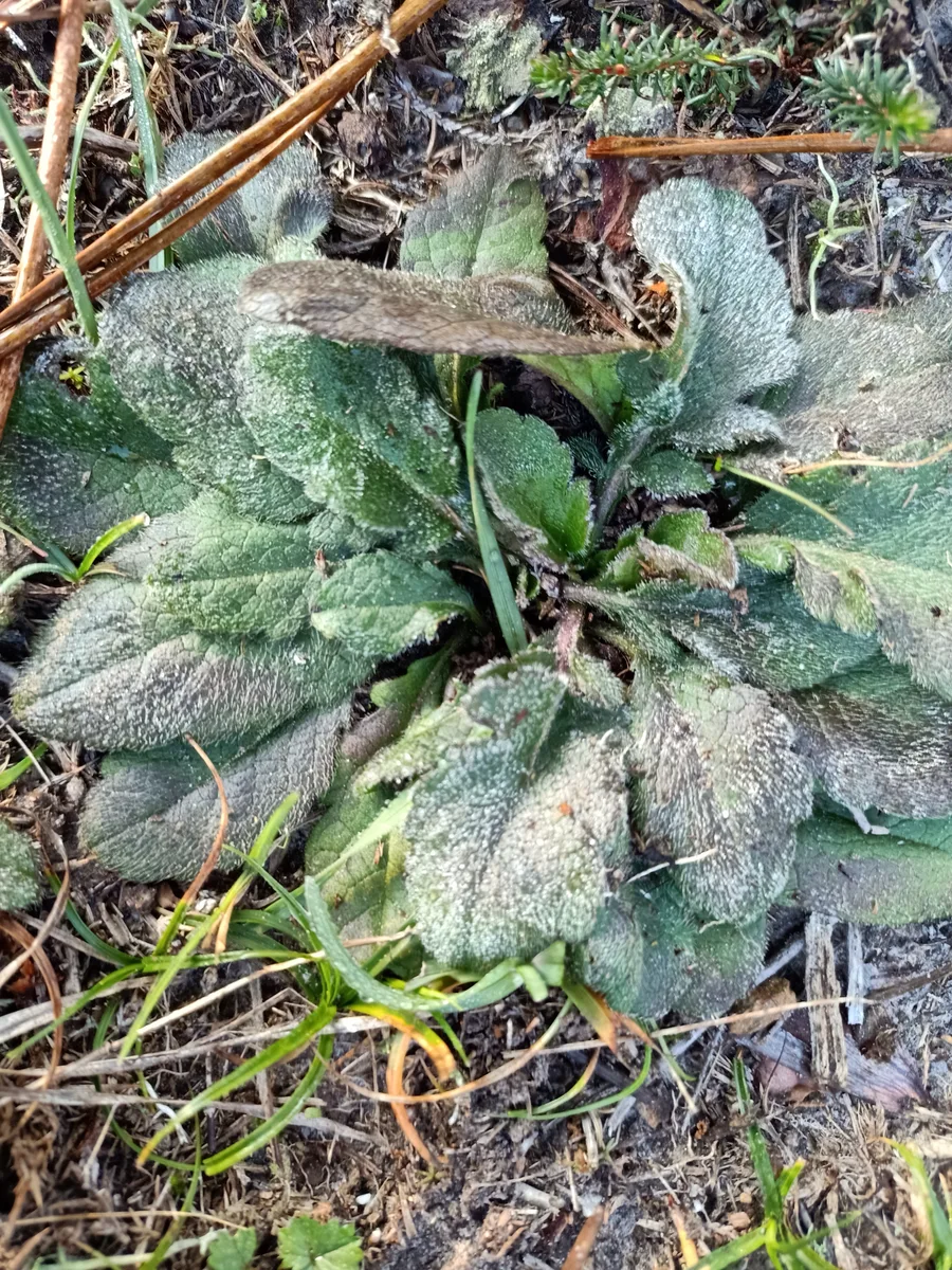 Southern Succisa