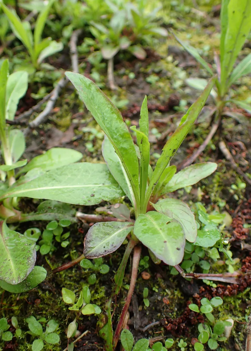 Small Devils Bit (Succisella inflexa)