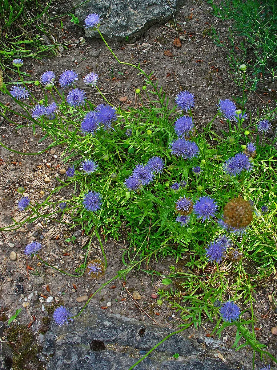 Perennial Sheeps Bit