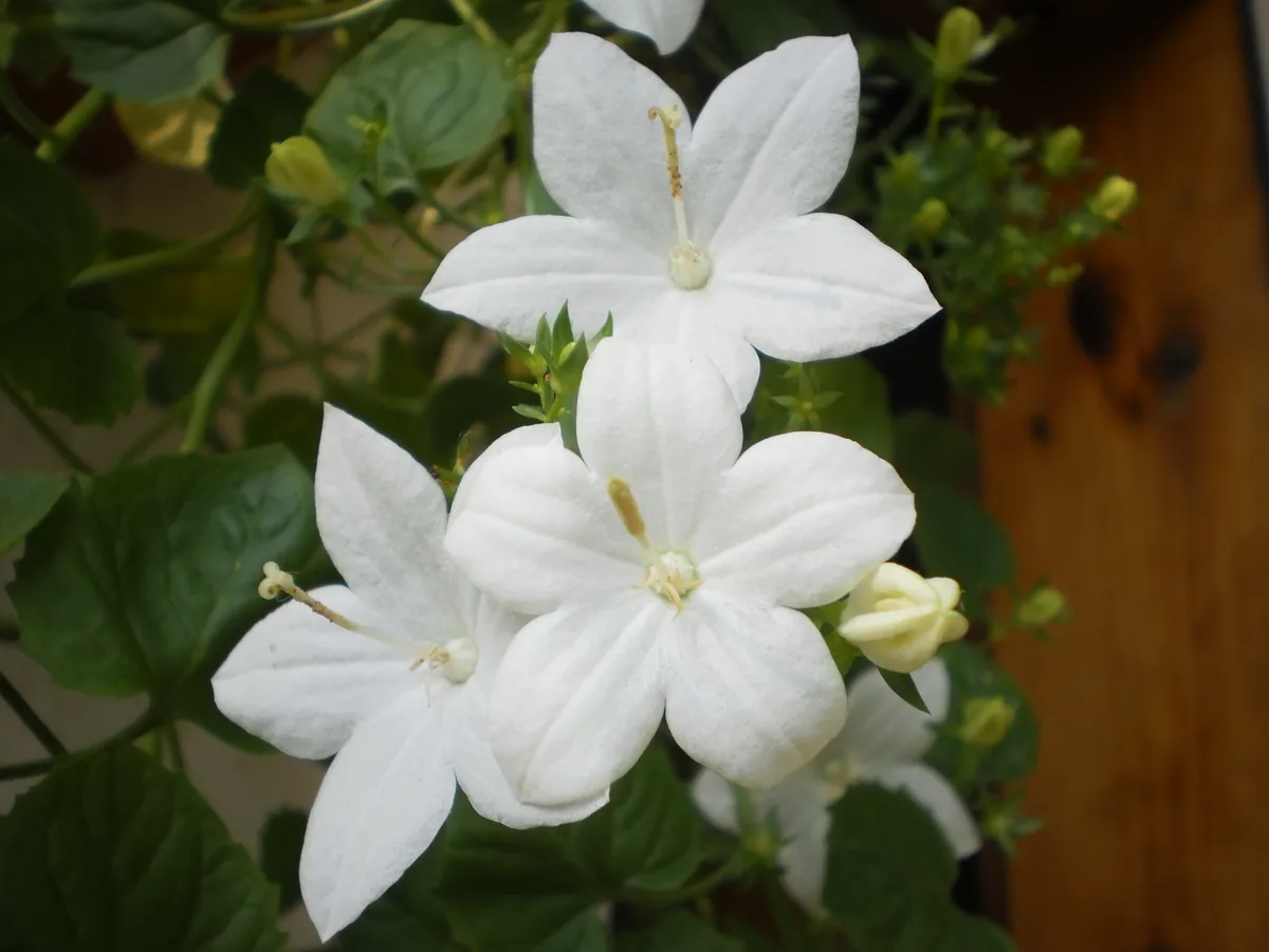 Trailing Bellflower