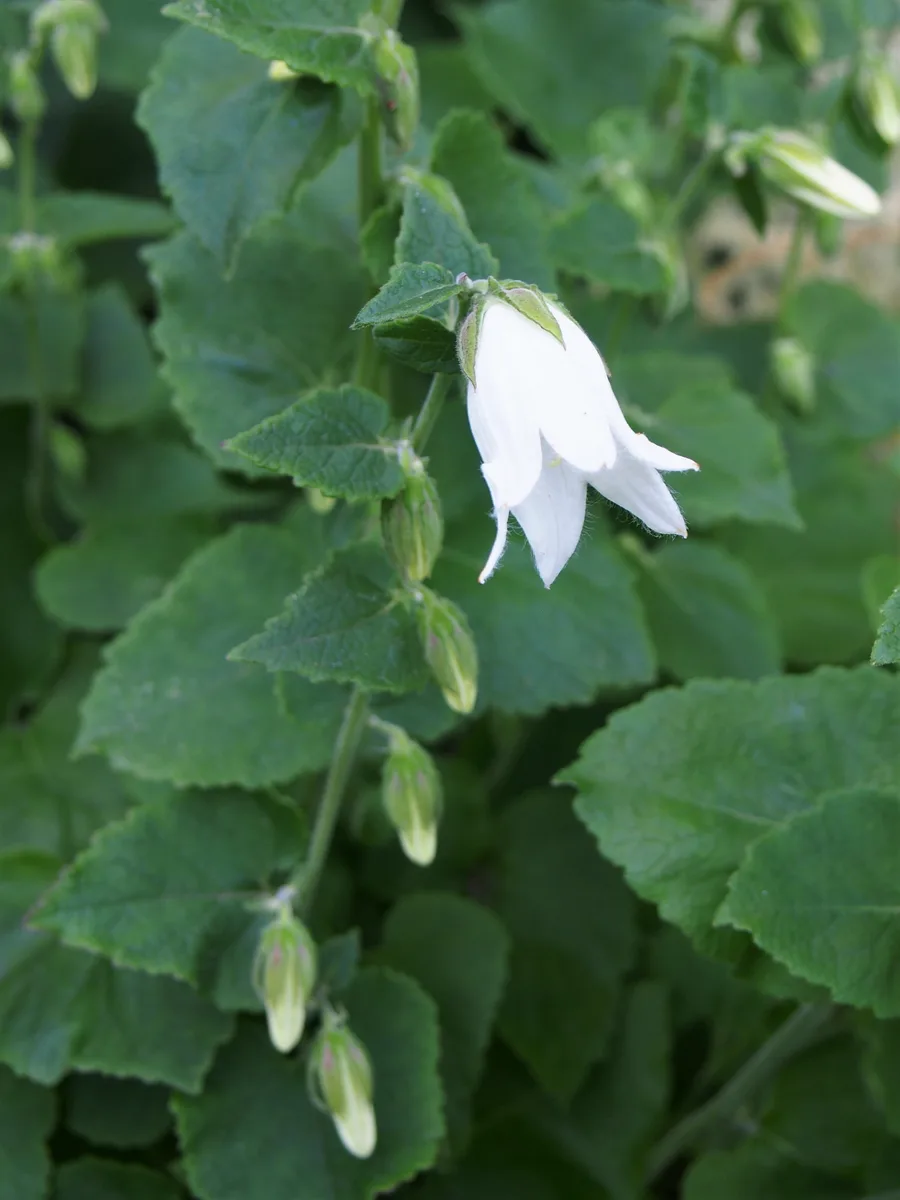 Turkish Bellflower