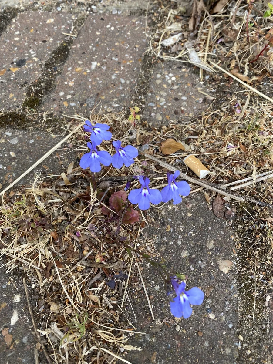 Trailing Lobelia (Lobelia erinus)