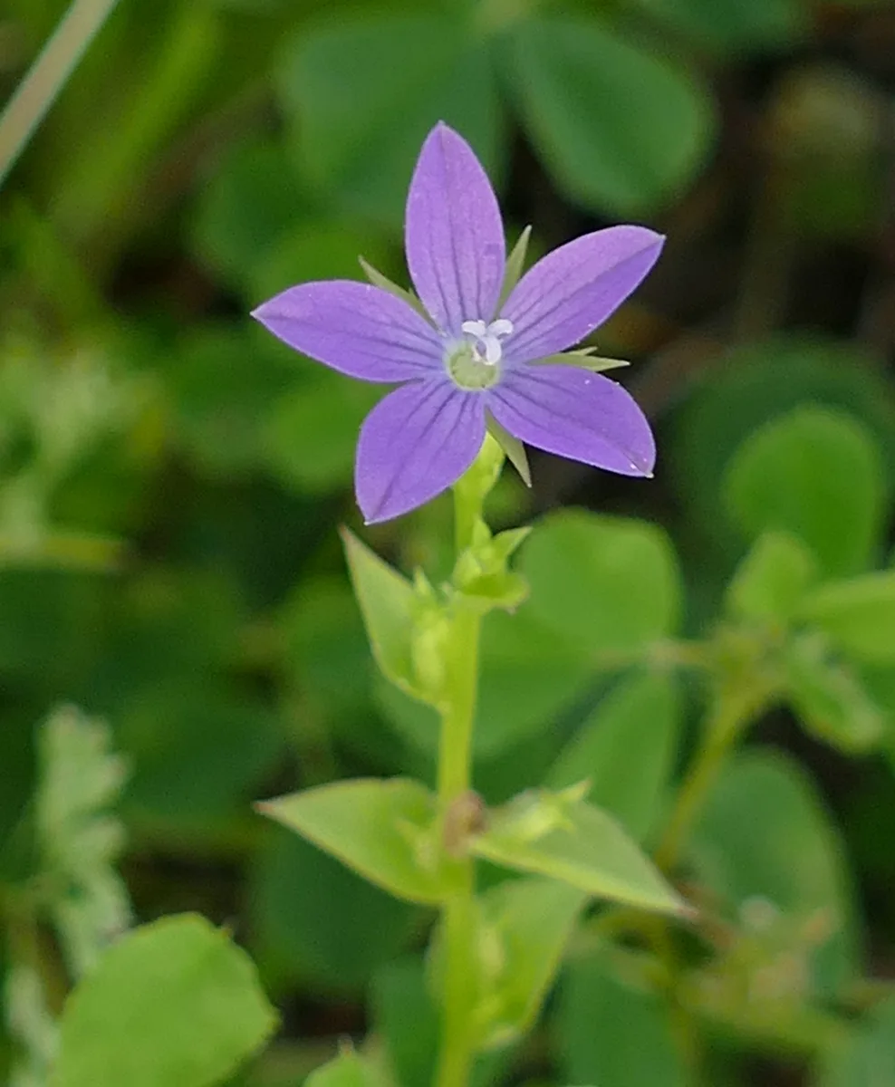 Clasping Venus Looking Glass (Triodanis biflora)