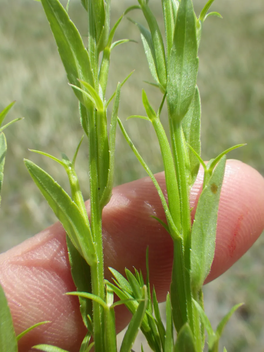 Small Venus Looking Glass (Triodanis leptocarpa)