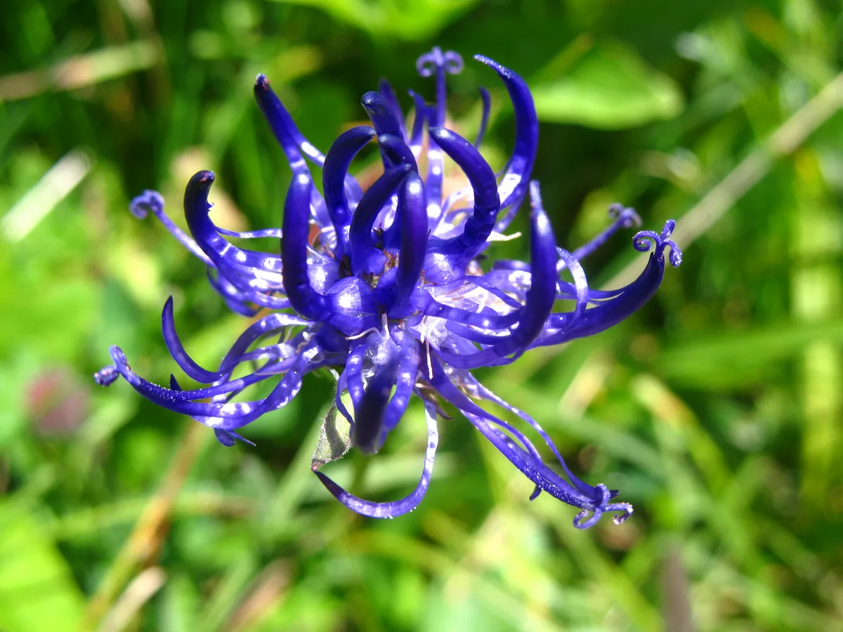 Roundheaded Rampion (Phyteuma orbiculare)
