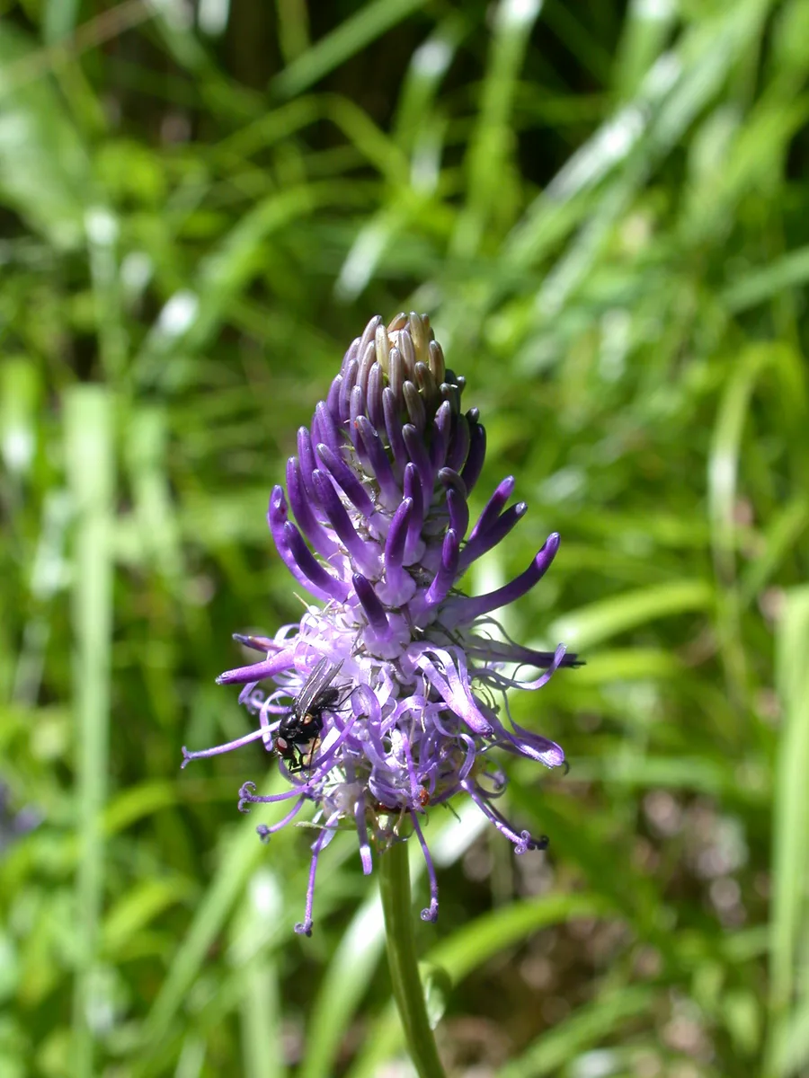 Blue Rampion (Phyteuma betonicifolium)