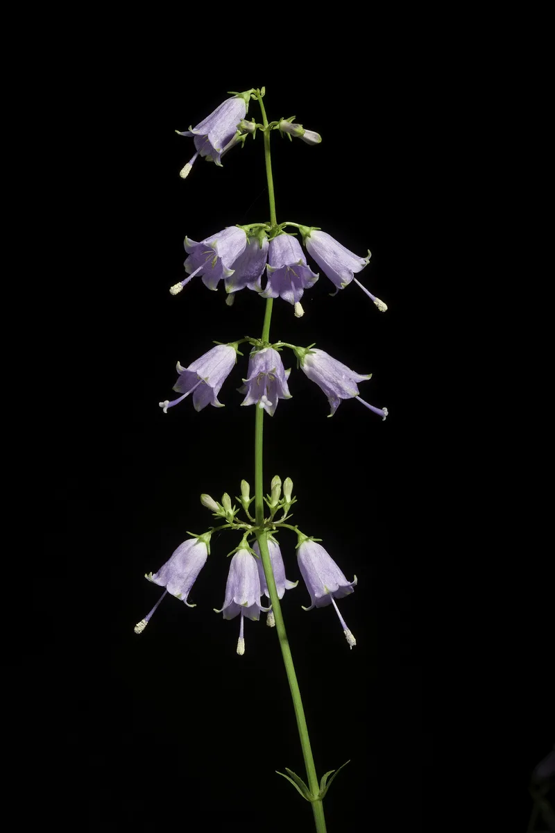 Japanese Ladybell (Adenophora triphylla)