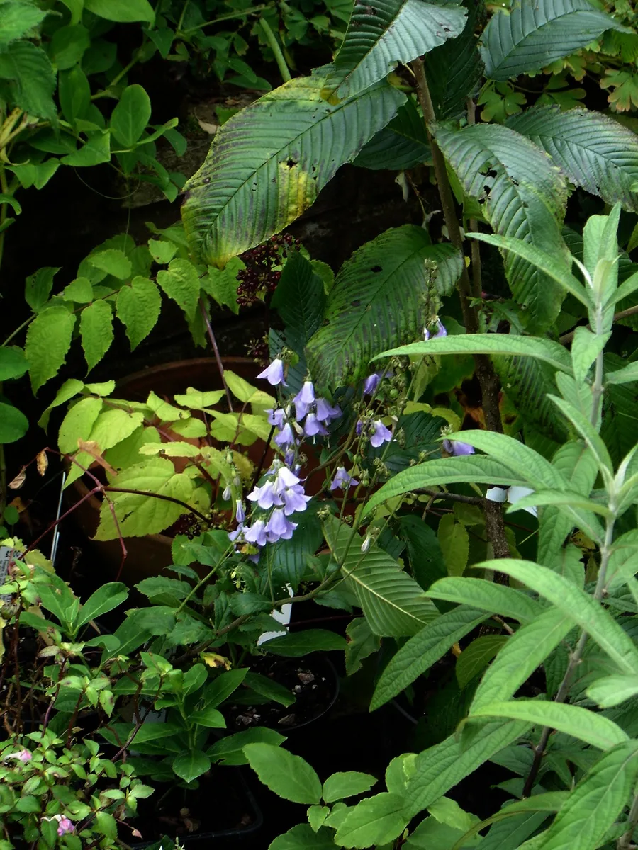 Lilyleaf Ladybell (Adenophora liliifolia)