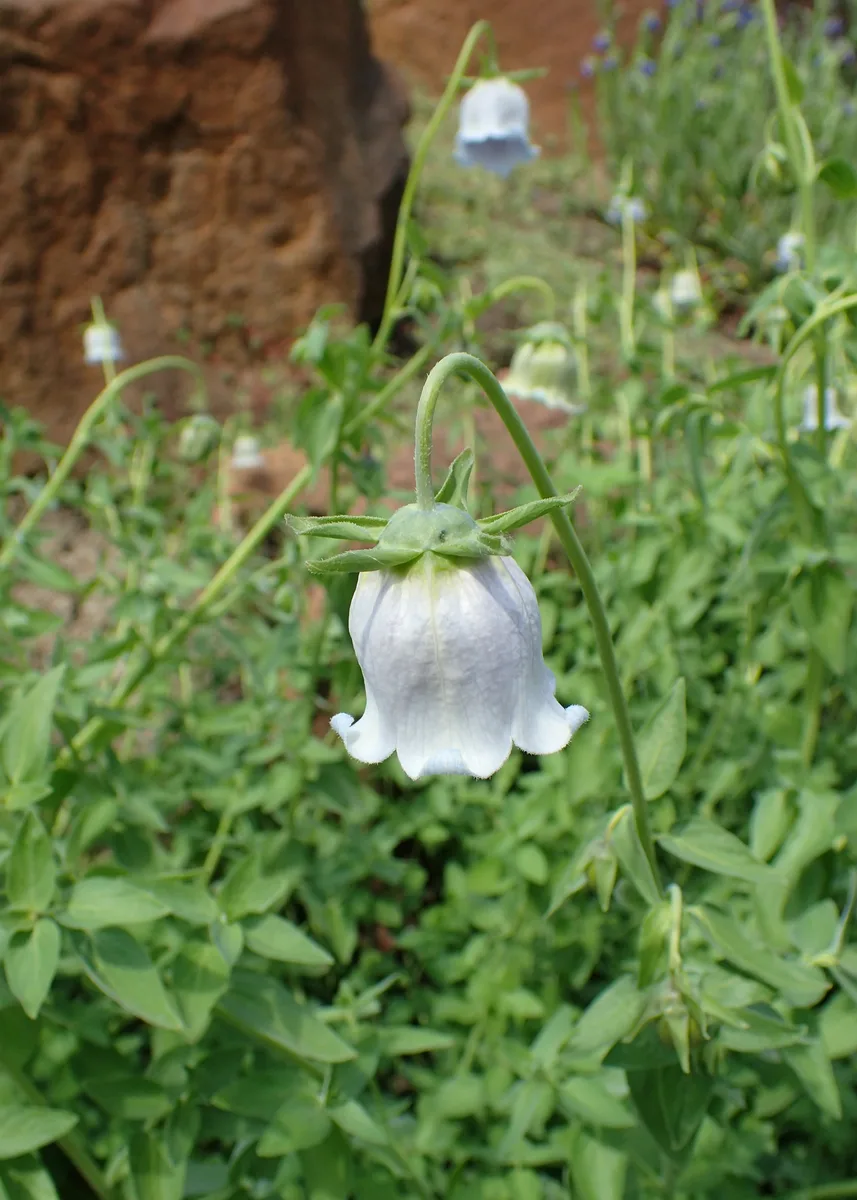 Upright Codonopsis (Codonopsis ovata)